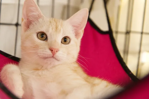 Znaleziono kota, Sosnowiec, 17 czerwca 2025 (4/4)