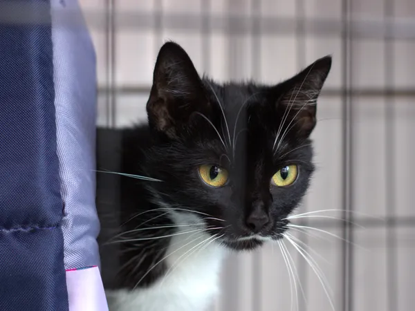 Znaleziono kota, Sosnowiec, 11 czerwca 2025 (1/5)