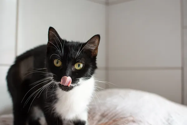 Znaleziono kota, Sosnowiec, 11 czerwca 2025 (2/5)