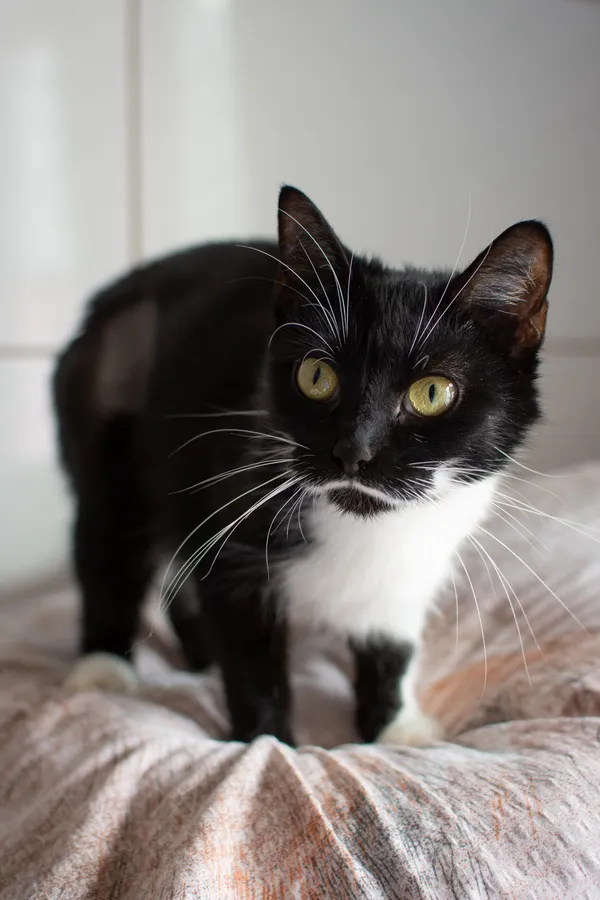 Znaleziono kota, Sosnowiec, 11 czerwca 2025 (4/5)