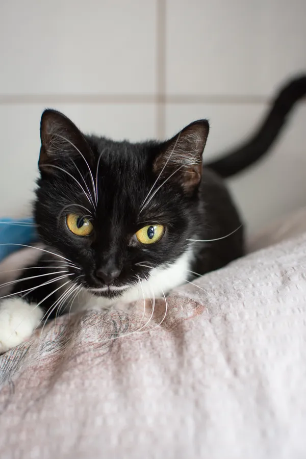 Znaleziono kota, Sosnowiec, 11 czerwca 2025 (5/5)