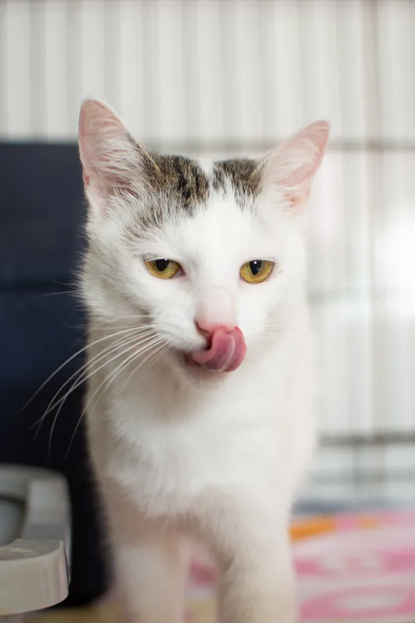 Znaleziono kota, Sosnowiec, 11 czerwca 2025 (3/5)