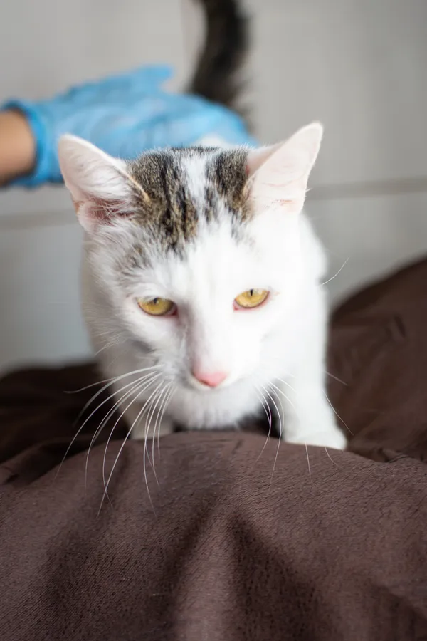 Znaleziono kota, Sosnowiec, 11 czerwca 2025 (5/5)