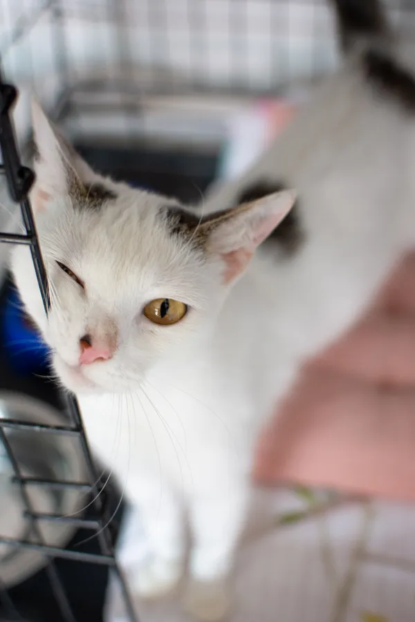 Znaleziono kota, Sosnowiec, 11 czerwca 2025 (2/5)