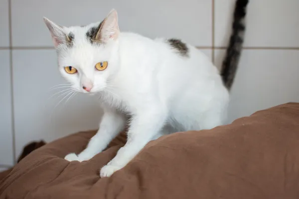 Znaleziono kota, Sosnowiec, 11 czerwca 2025 (3/5)