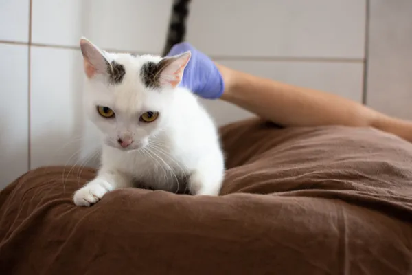 Znaleziono kota, Sosnowiec, 11 czerwca 2025 (4/5)