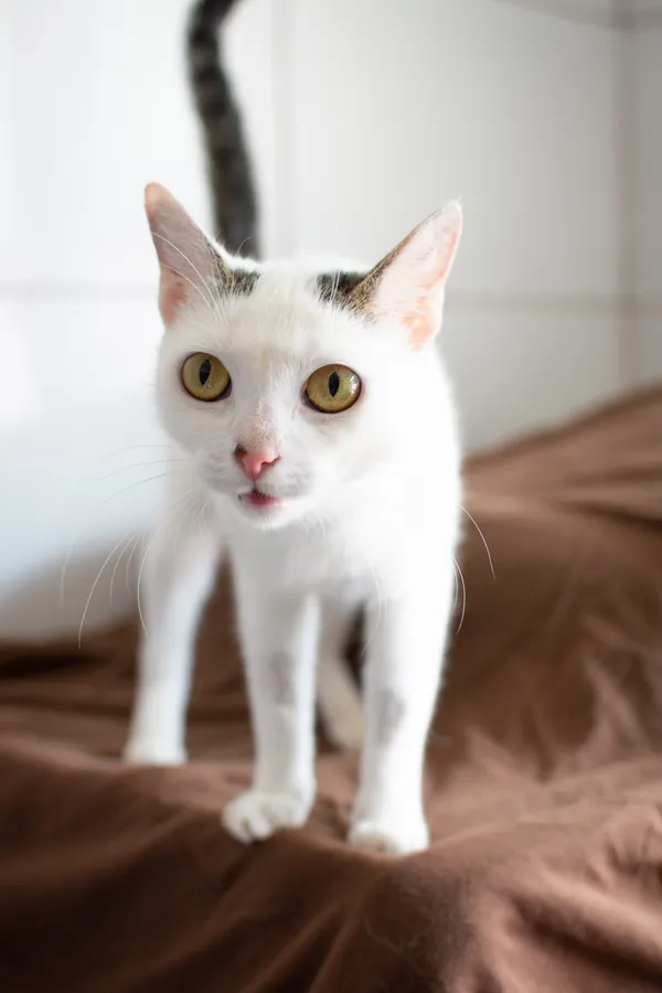 Znaleziono kota, Sosnowiec, 11 czerwca 2025 (5/5)