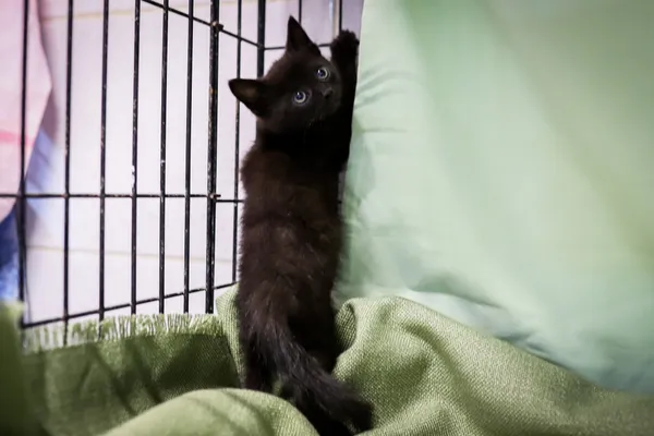 Znaleziono kota, Sosnowiec, 17 czerwca 2025 (1/4)