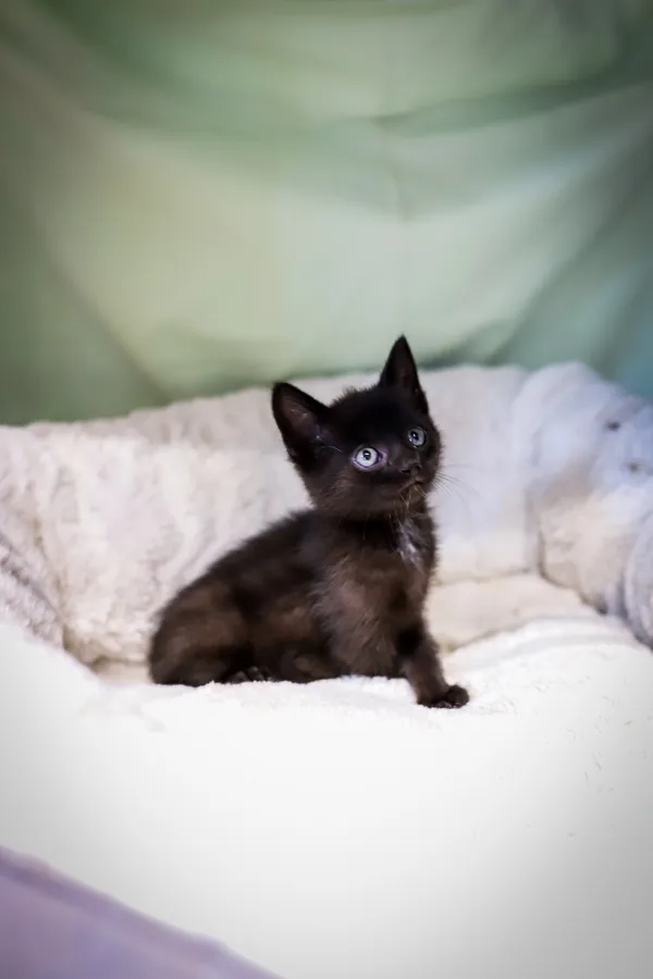 Znaleziono kota, Sosnowiec, 17 czerwca 2025 (2/4)