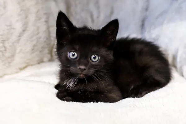 Znaleziono kota, Sosnowiec, 17 czerwca 2025 (4/4)