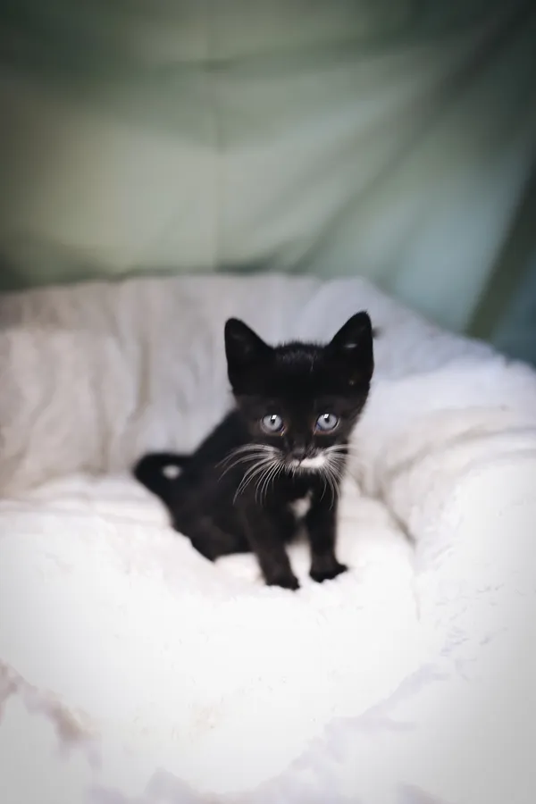 Znaleziono kota, Sosnowiec, 17 czerwca 2025 (1/4)