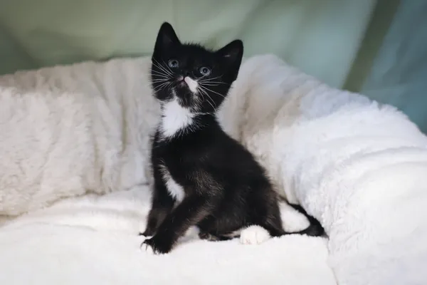 Znaleziono kota, Sosnowiec, 17 czerwca 2025 (2/4)