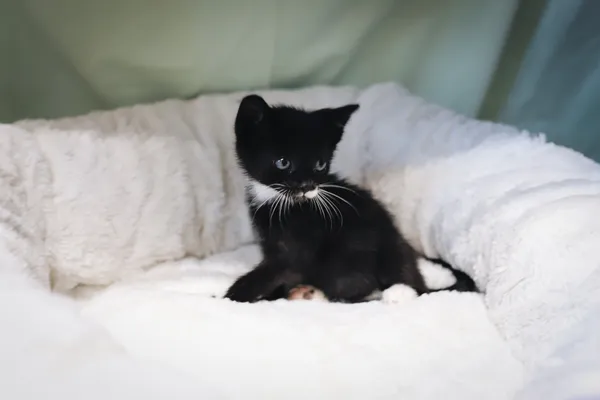 Znaleziono kota, Sosnowiec, 17 czerwca 2025 (3/4)