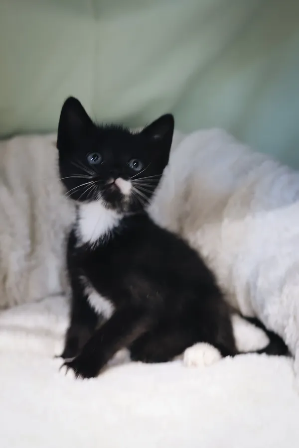 Znaleziono kota, Sosnowiec, 17 czerwca 2025 (4/4)