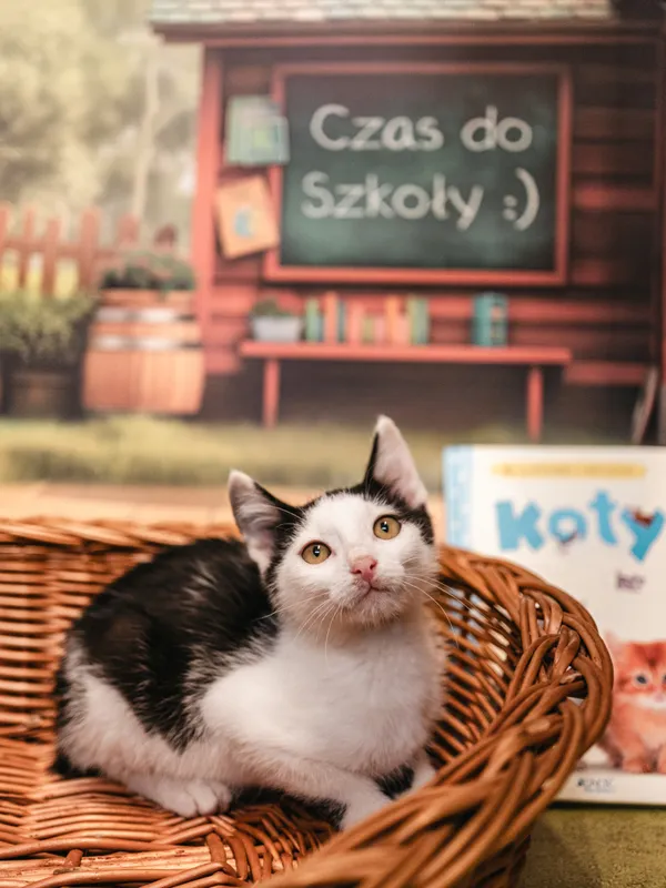 Znaleziono kota, Sosnowiec, 17 czerwca 2025 (1/3)