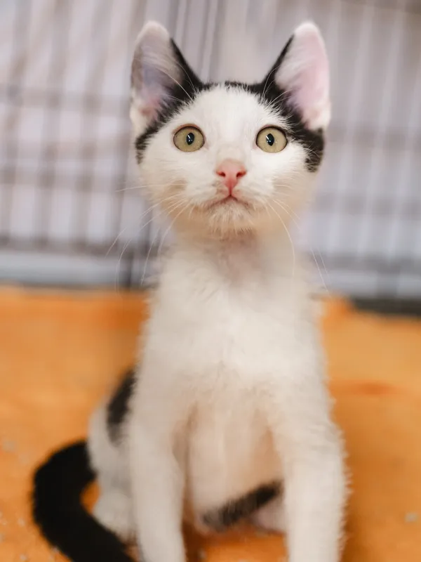 Znaleziono kota, Sosnowiec, 17 czerwca 2025 (3/3)