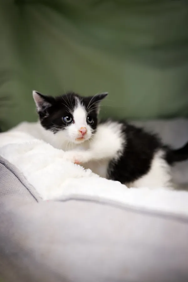 Znaleziono kota, Sosnowiec, 17 czerwca 2025 (1/5)