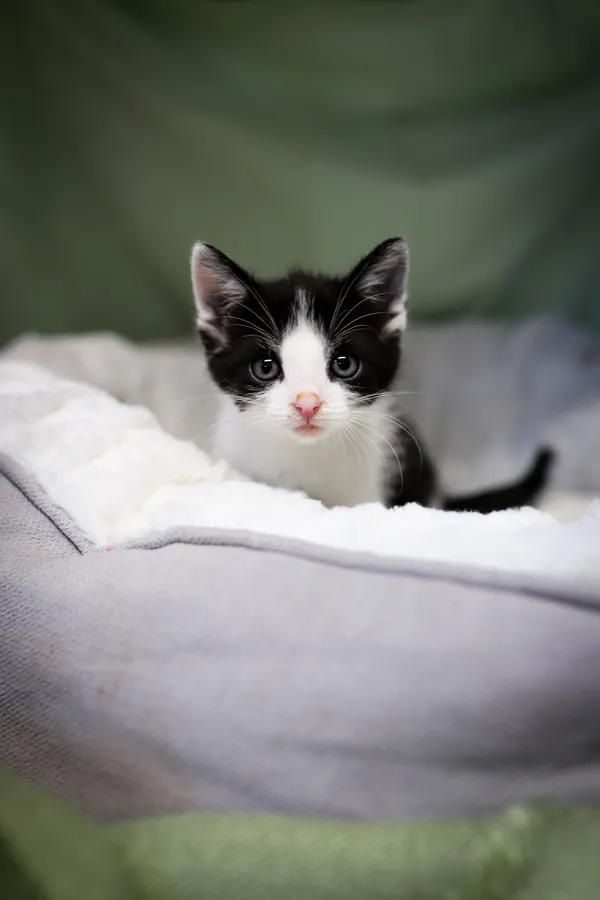 Znaleziono kota, Sosnowiec, 17 czerwca 2025 (2/5)