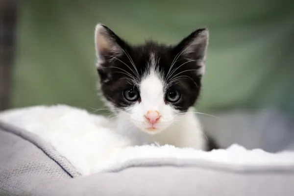 Znaleziono kota, Sosnowiec, 17 czerwca 2025 (3/5)