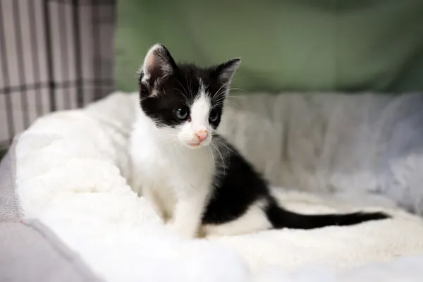 Znaleziono kota, Sosnowiec, 17 czerwca 2025 (4/5)