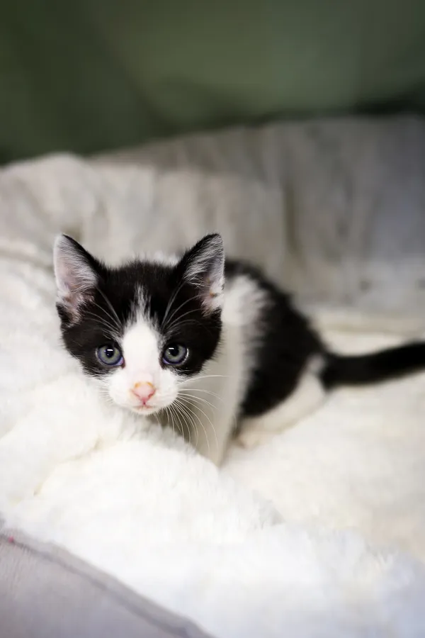 Znaleziono kota, Sosnowiec, 17 czerwca 2025 (5/5)