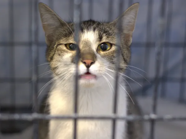 Znaleziono kota, Sosnowiec, 14 czerwca 2025 (1/5)