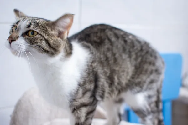 Znaleziono kota, Sosnowiec, 14 czerwca 2025 (3/5)