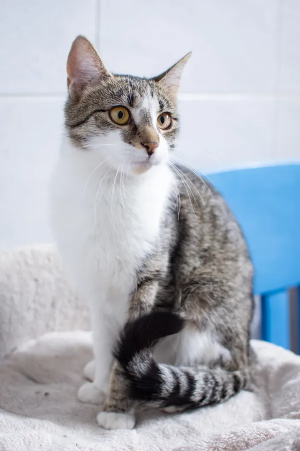 Znaleziono kota, Sosnowiec, 14 czerwca 2025 (4/5)