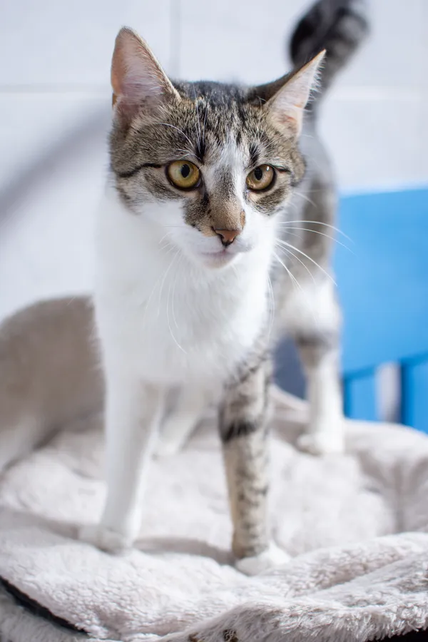 Znaleziono kota, Sosnowiec, 14 czerwca 2025 (5/5)