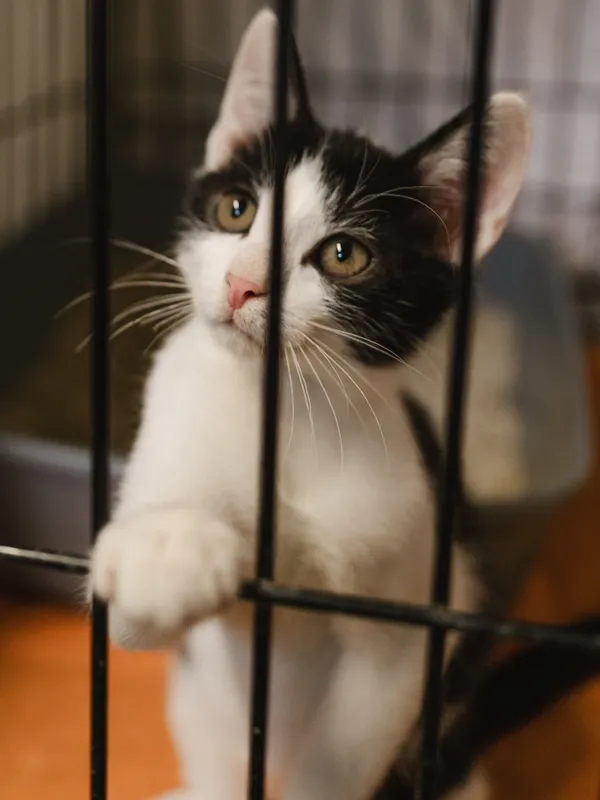 Znaleziono kota, Sosnowiec, 17 czerwca 2025 (2/5)