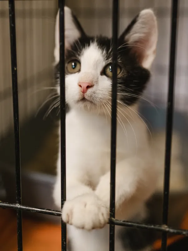 Znaleziono kota, Sosnowiec, 17 czerwca 2025 (3/5)