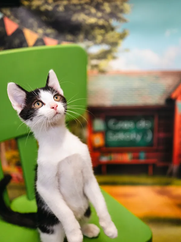 Znaleziono kota, Sosnowiec, 17 czerwca 2025 (4/5)