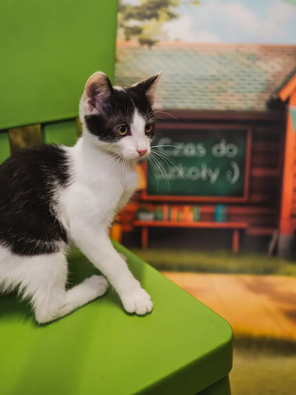 Znaleziono kota, Sosnowiec, 17 czerwca 2025 (5/5)