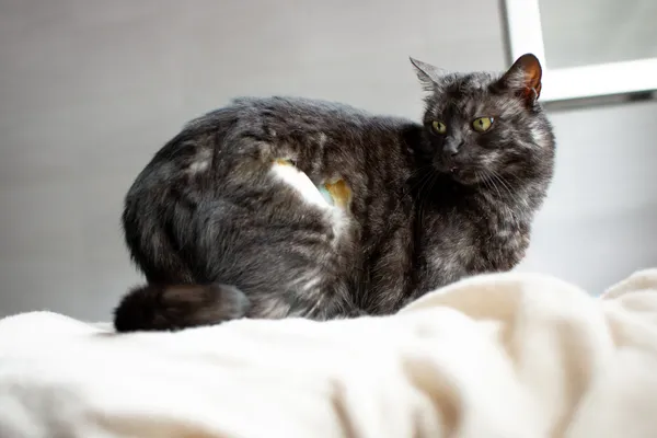 Znaleziono kota, Sosnowiec, 9 czerwca 2025 (1/5)