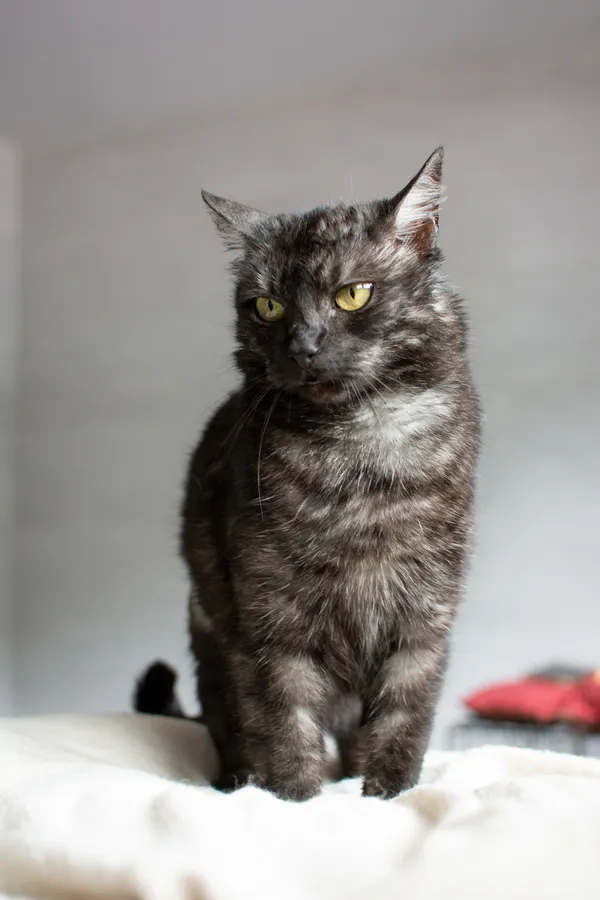 Znaleziono kota, Sosnowiec, 9 czerwca 2025 (4/5)