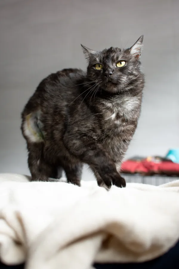 Znaleziono kota, Sosnowiec, 9 czerwca 2025 (5/5)