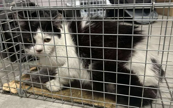 Znaleziono kota, Toruń, 16 czerwca 2025