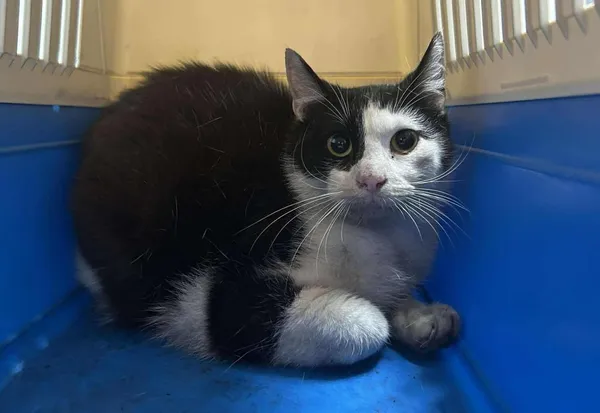 Znaleziono kota, Toruń, 16 czerwca 2025