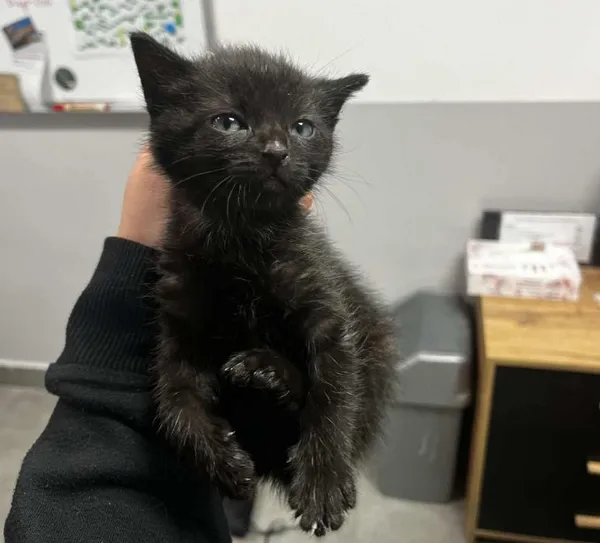 Znaleziono kota, Toruń, 16 czerwca 2025