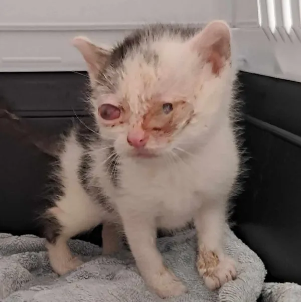 Znaleziono kota, Toruń, 16 czerwca 2025