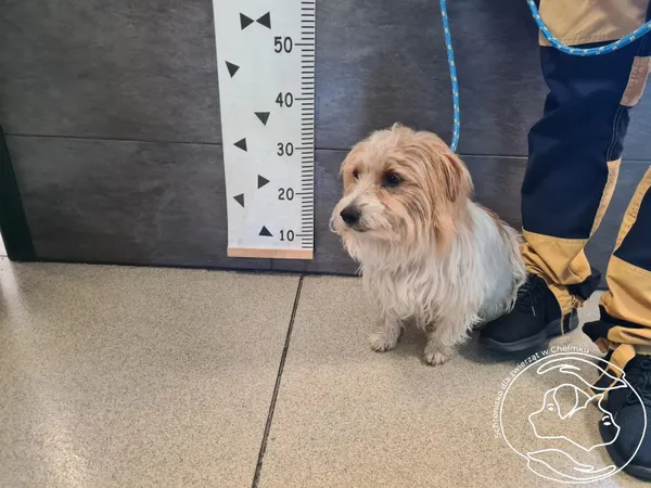 Znaleziono psa, Chełmek, 17 czerwca 2025