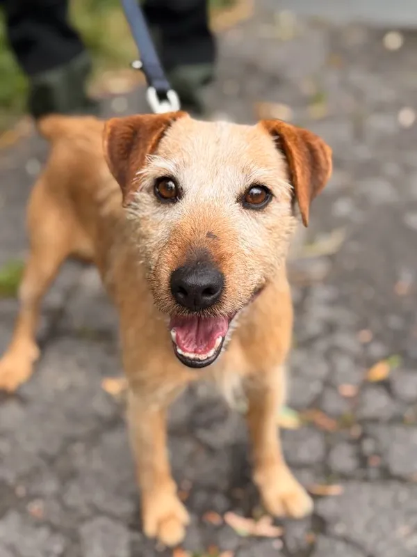 Pies do adopcji, Jelenia Góra, 6 maja 2025 (1/4)