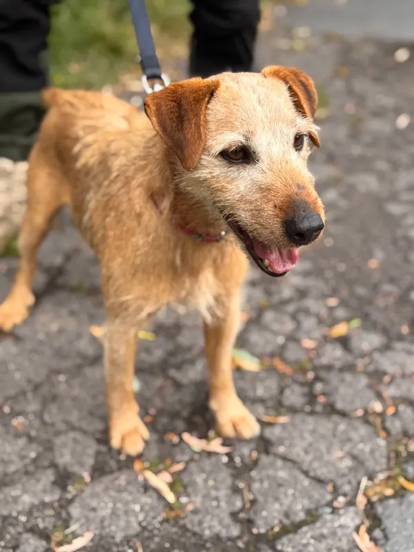 Pies do adopcji, Jelenia Góra, 6 maja 2025 (3/4)