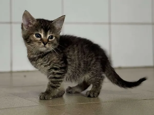 Znaleziono kota, Lublin, 12 czerwca 2025