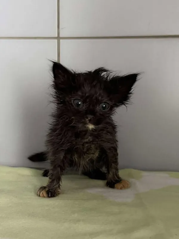 Znaleziono kota, Lublin, 12 czerwca 2025