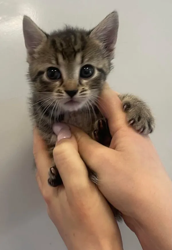 Znaleziono kota, Lublin, 17 czerwca 2025