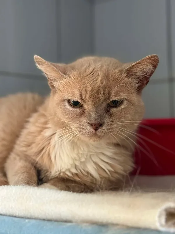 Znaleziono kota, Lublin, 18 czerwca 2025