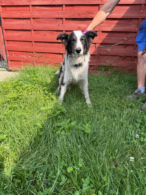 Znaleziono psa, Czartki, 18 czerwca 2025