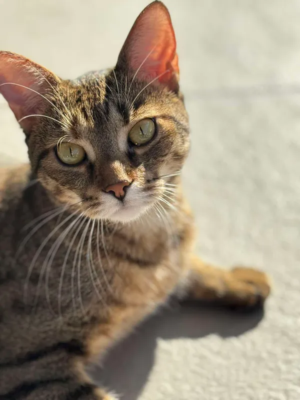 Zaginął kot, Żory, Śródmieście, 19 czerwca 2025 (2/2)