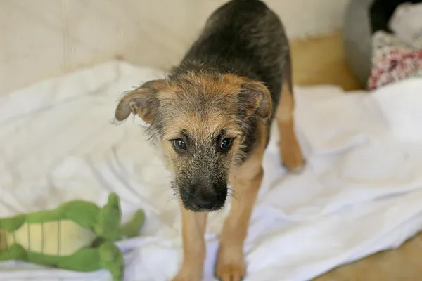 Znaleziono psa, Wałbrzych, 14 czerwca 2025 (1/2)